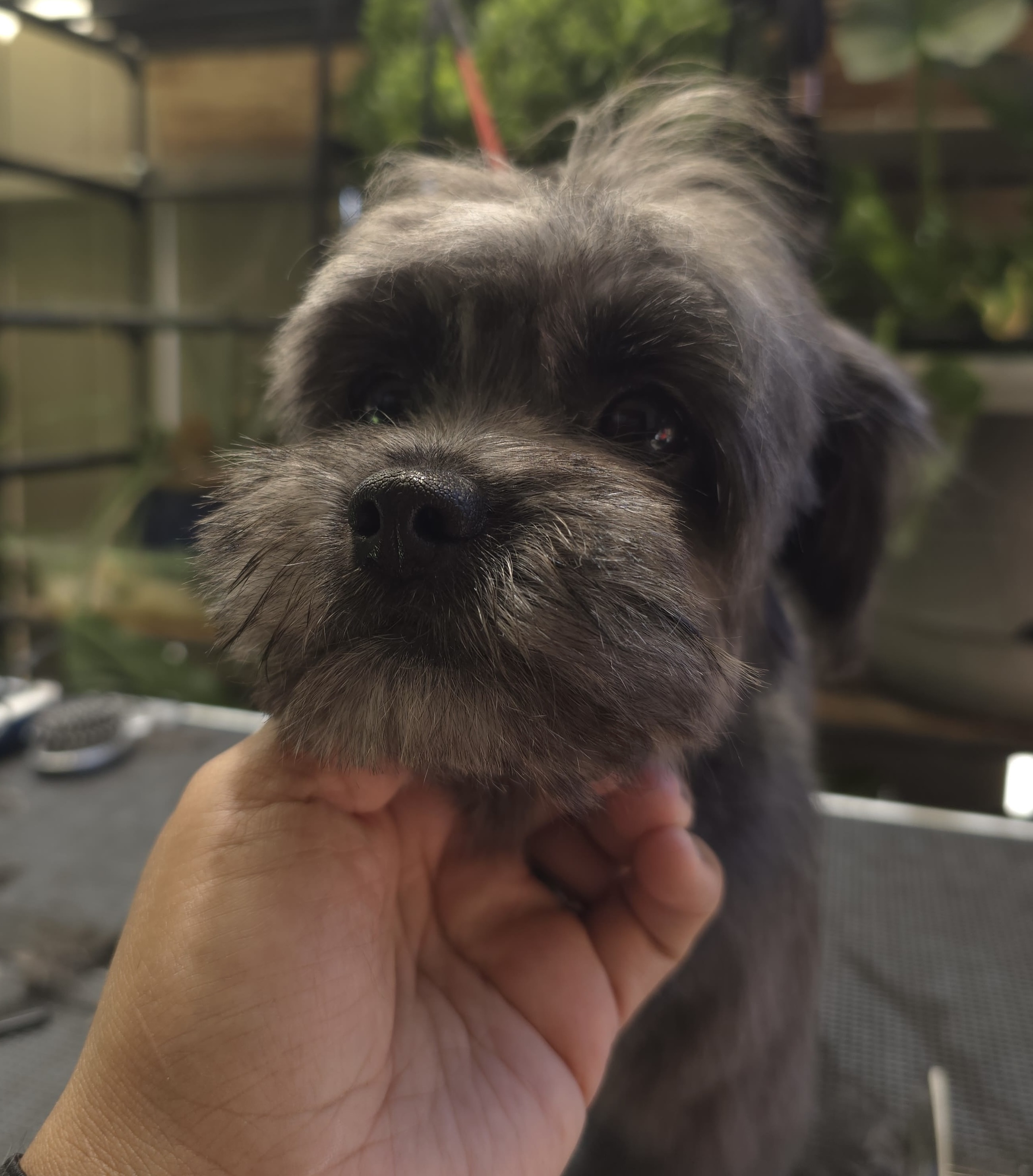 The Pawsitive Groom