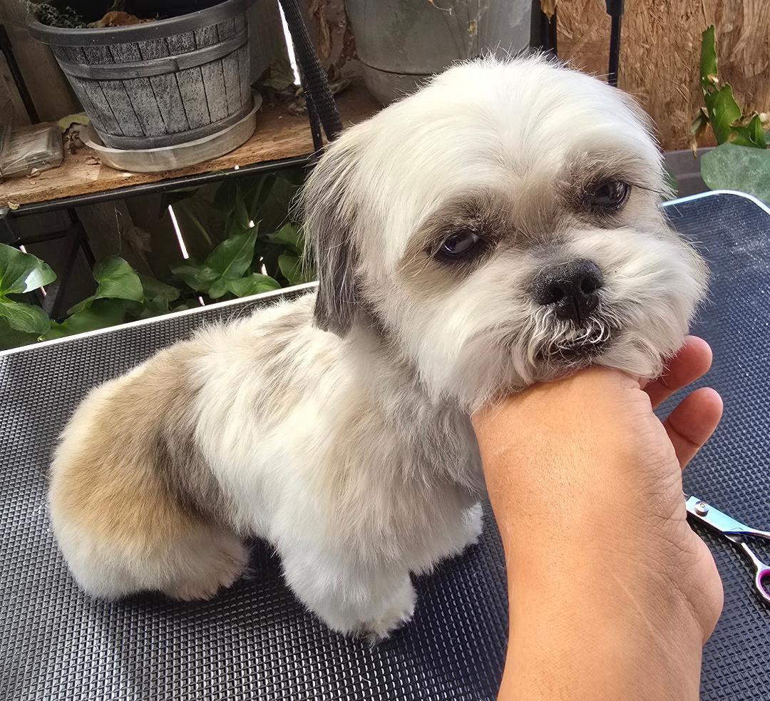 The Pawsitive Groom