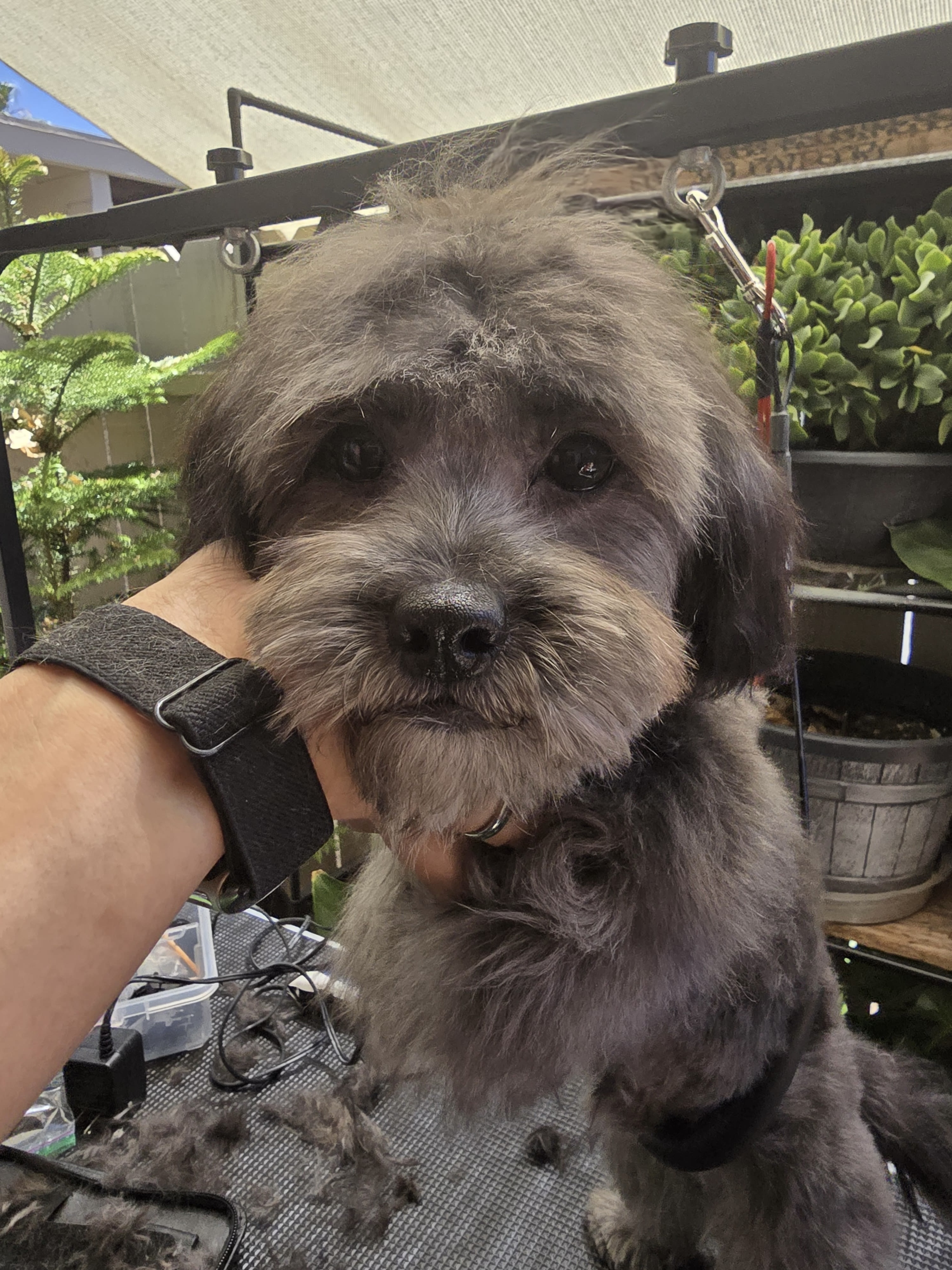 The Pawsitive Groom
