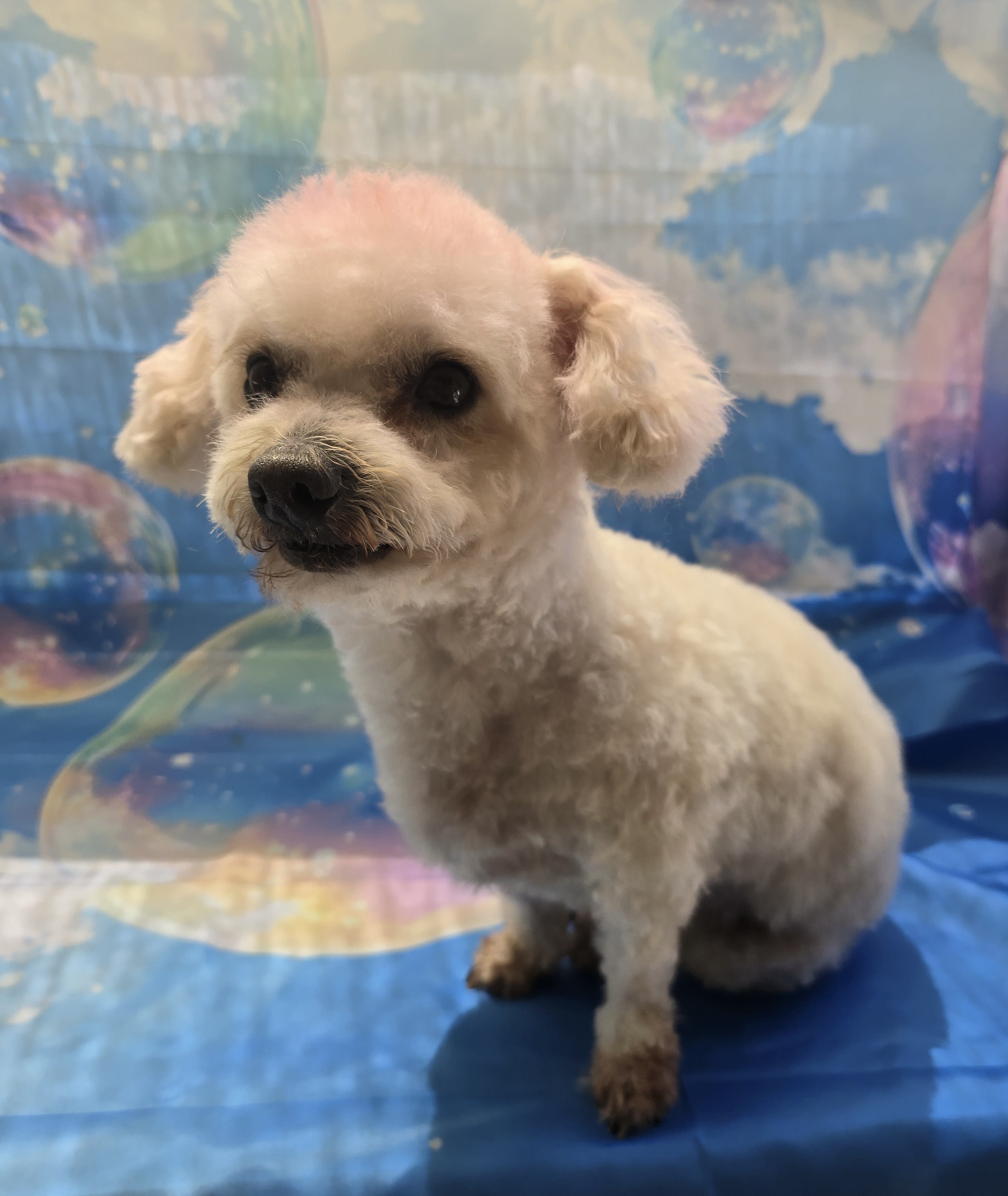 The Pawsitive Groom