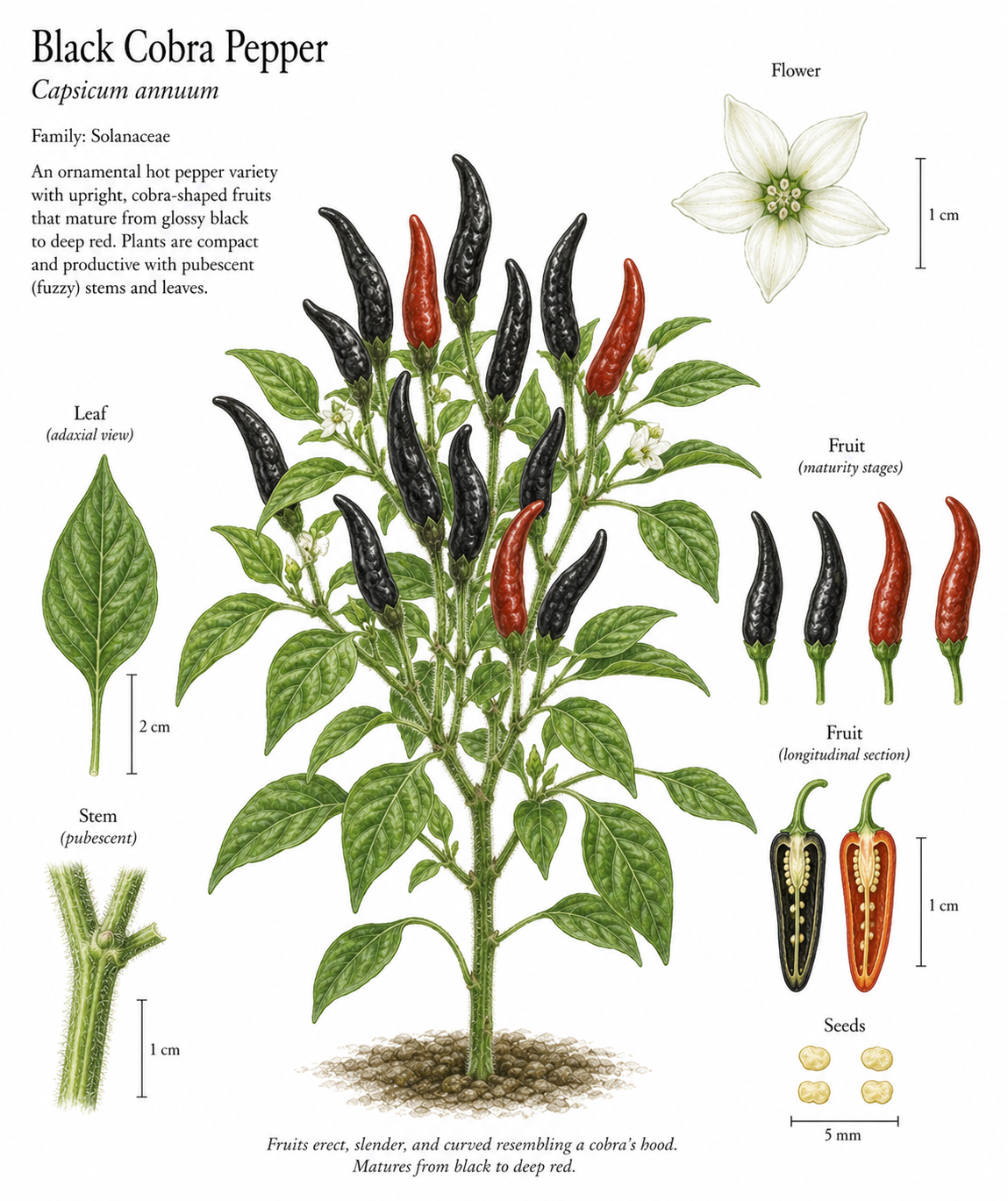 Black Cobra Pepper Seeds