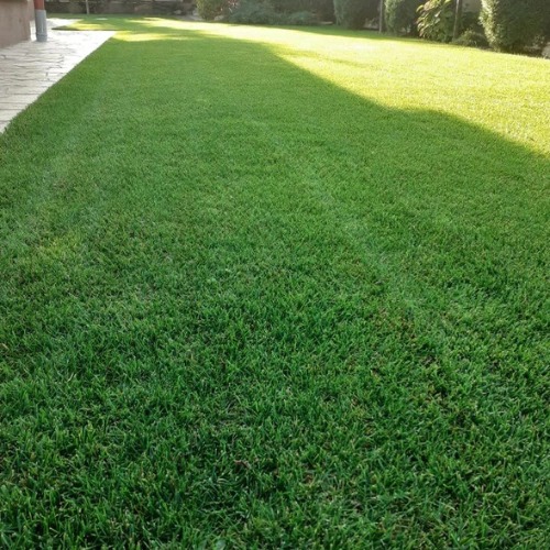 Grama Esmeralda - M²