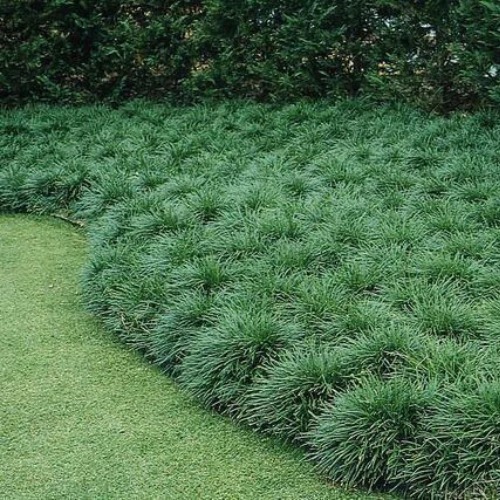 Grama Preta - Bandeja