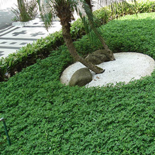 Grama Amendoim - Bandeja