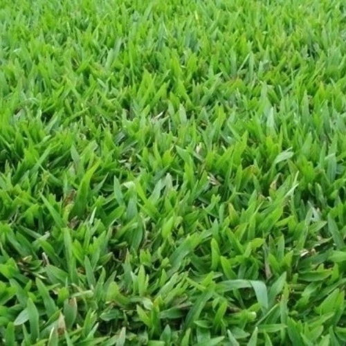 Grama São Carlos - M²