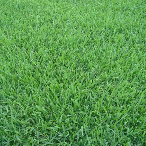 Grama Esmeralda - M²