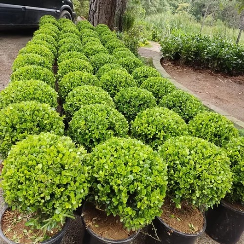 Buchinho Pequeno - Und