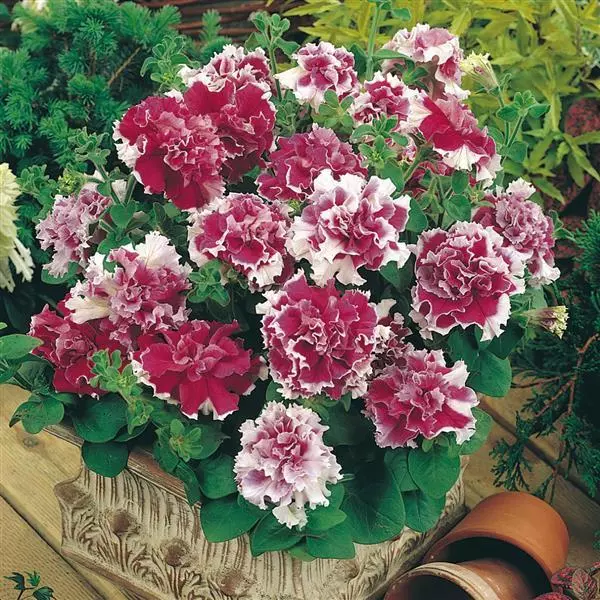  Double Pirouette Rose Petunia