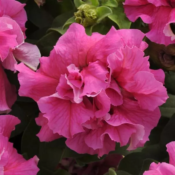  Double Cascade Pink Petunia