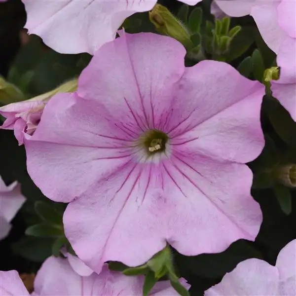 Easy Wave Petunia - Pink Pearl