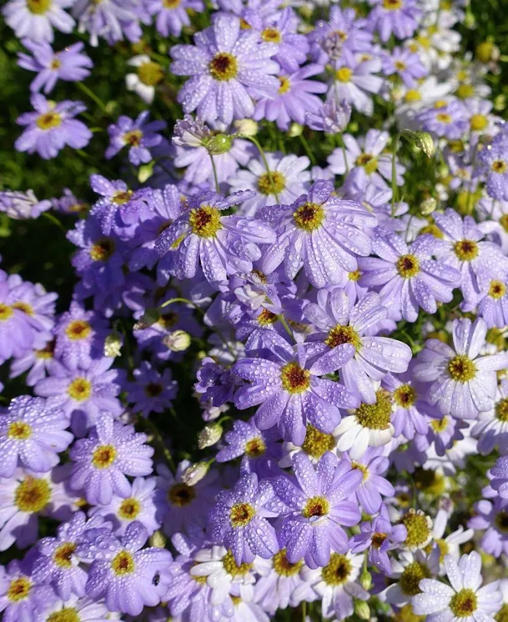 Blue Swann River Daisy