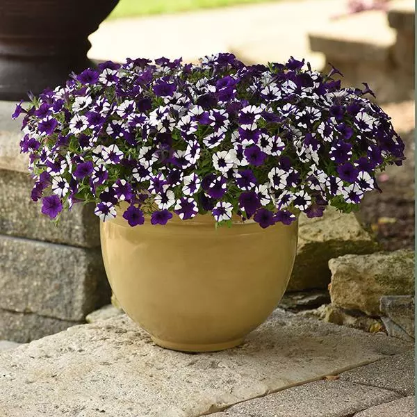 Shock Wave Petunia - Purple Tie Dye