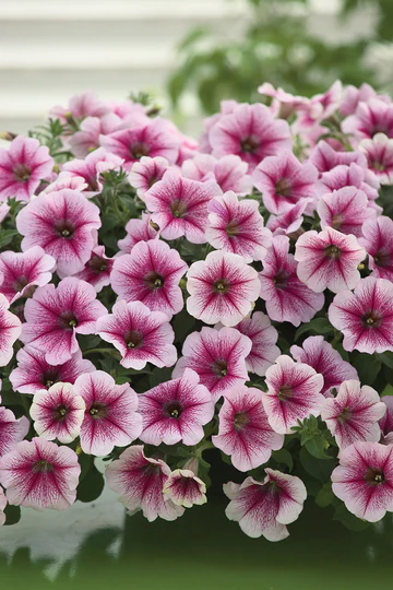 Petunia - Opera Raspberry Ice