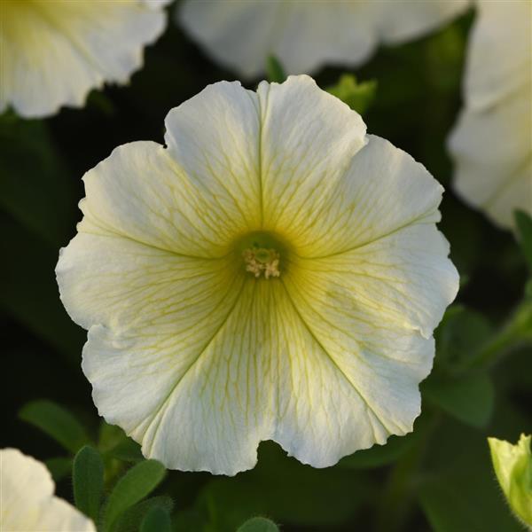 Petunia - Yellow Madness