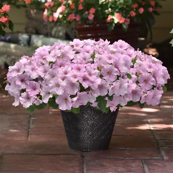 Easy Wave Petunia - Pink Pearl