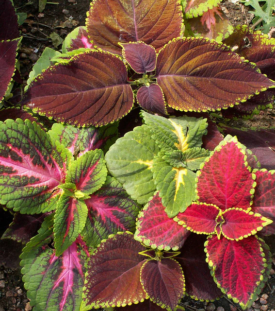 Coleus - Mix