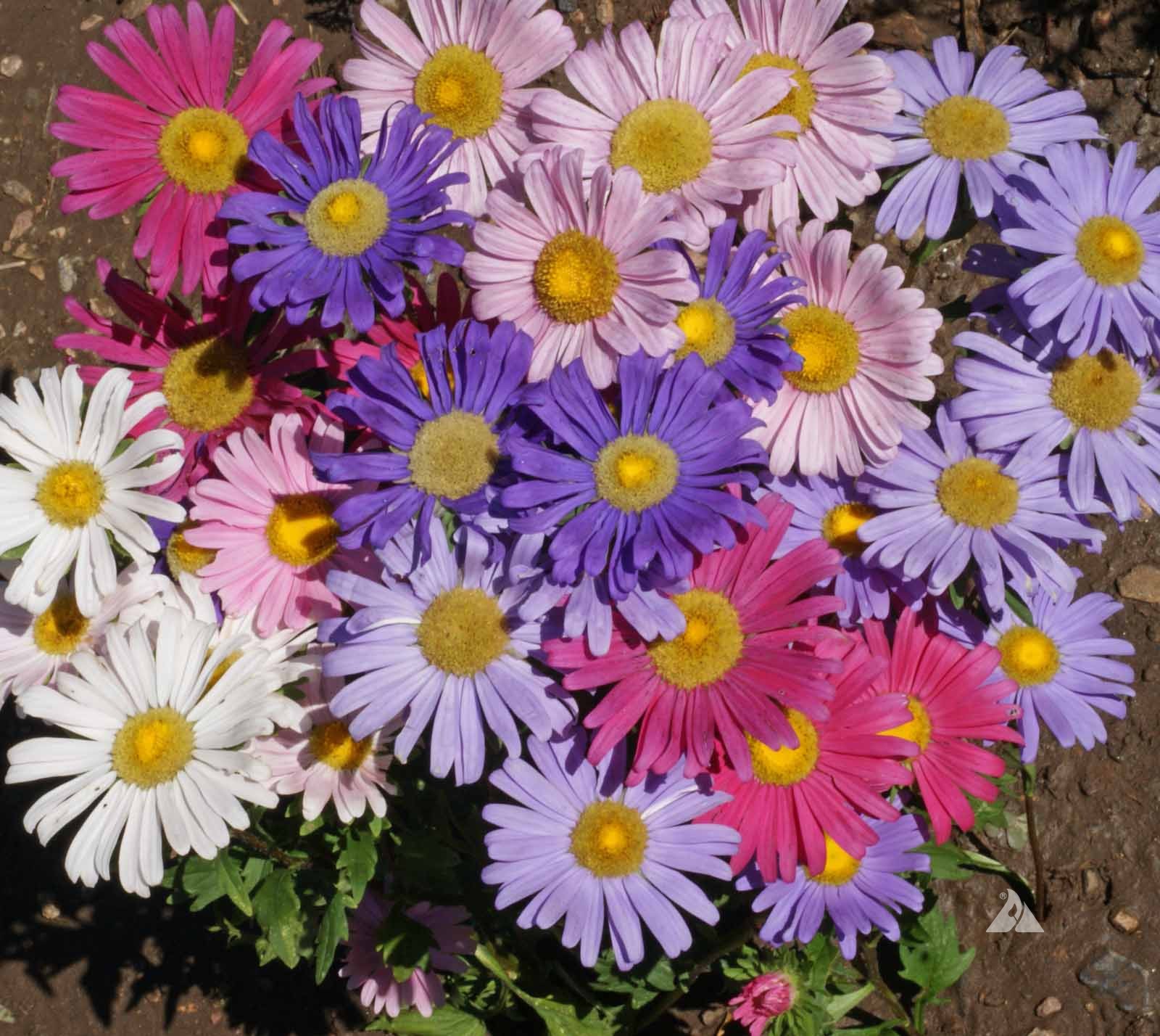 China Aster - Mix