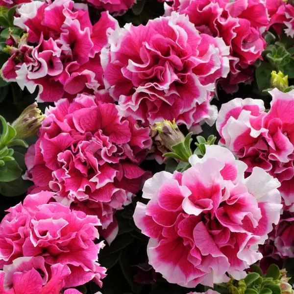  Double Pirouette Rose Petunia