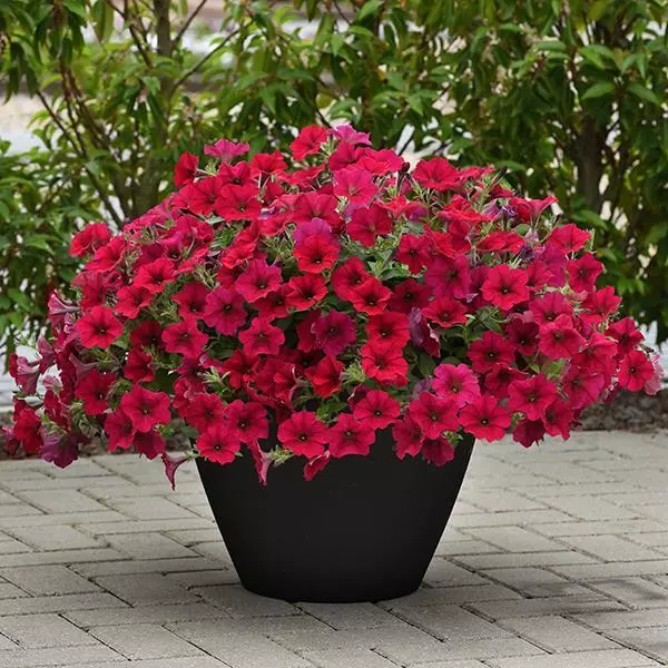 Easy Wave Petunia - Carmine Velour
