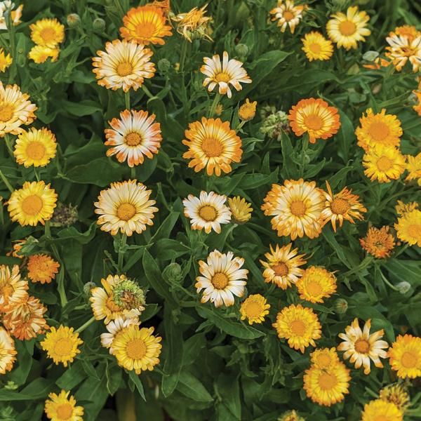 Oopsy Daisy Calendula