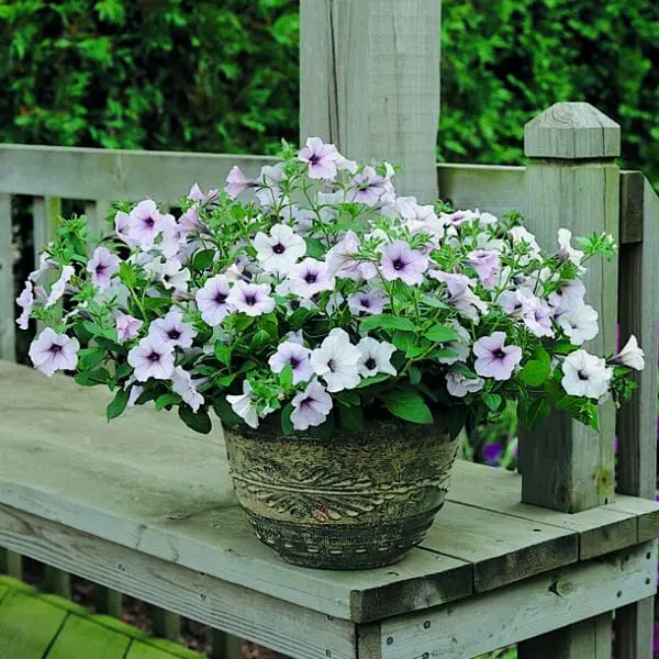 Wave Petunia - Silver Tidal