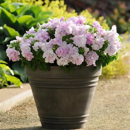  Double Cascade Orchid Mist Petunia