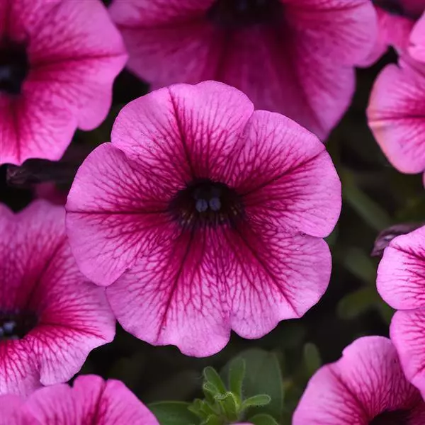 Shock Wave Petunia - Rose Vein