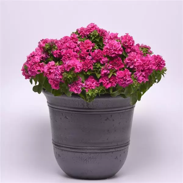  Double Cascade Pink Petunia
