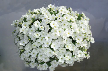Petunia - White