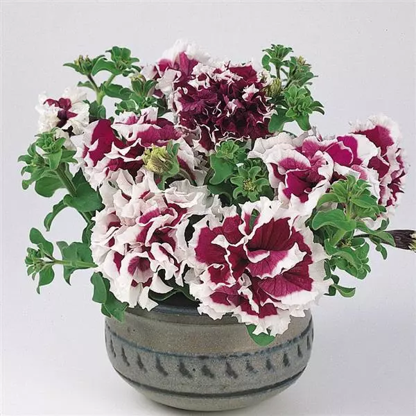 Double Petunia - Purple Pirouette