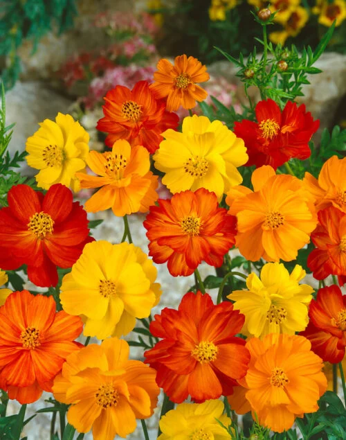 Cosmos - Bright lights