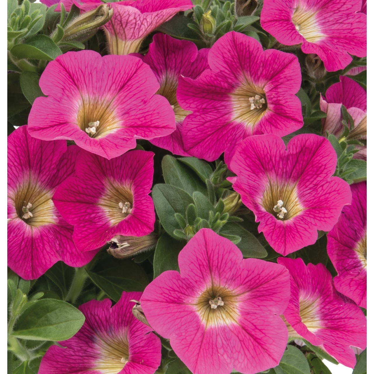 Petunia - Hot Pink Lemonade