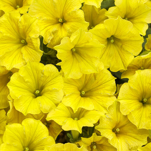 Supertunia mini - Yellow