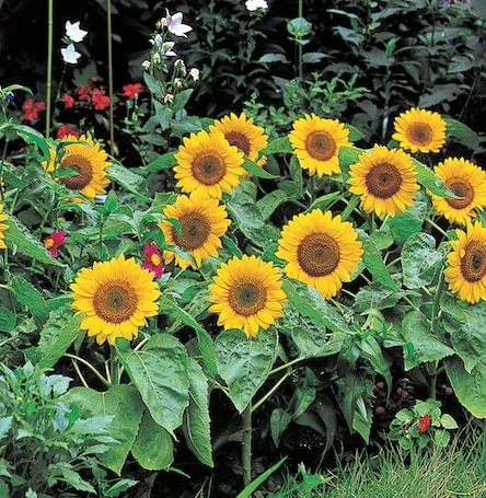 Dwarf sunflower