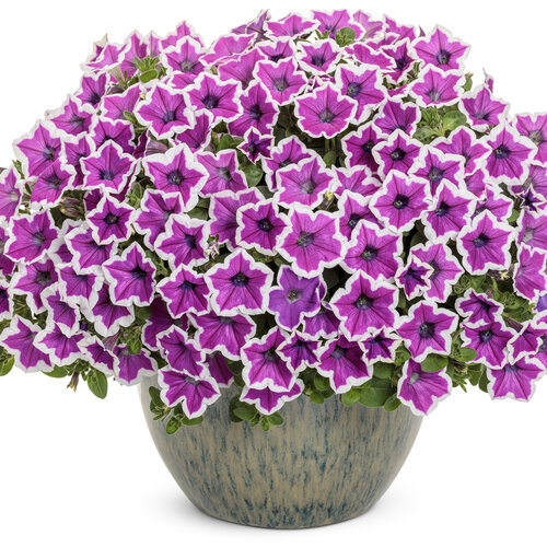 Supertunia - Vivid Orchid