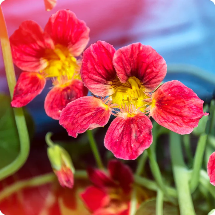 Nasturtium - Cherry Rose