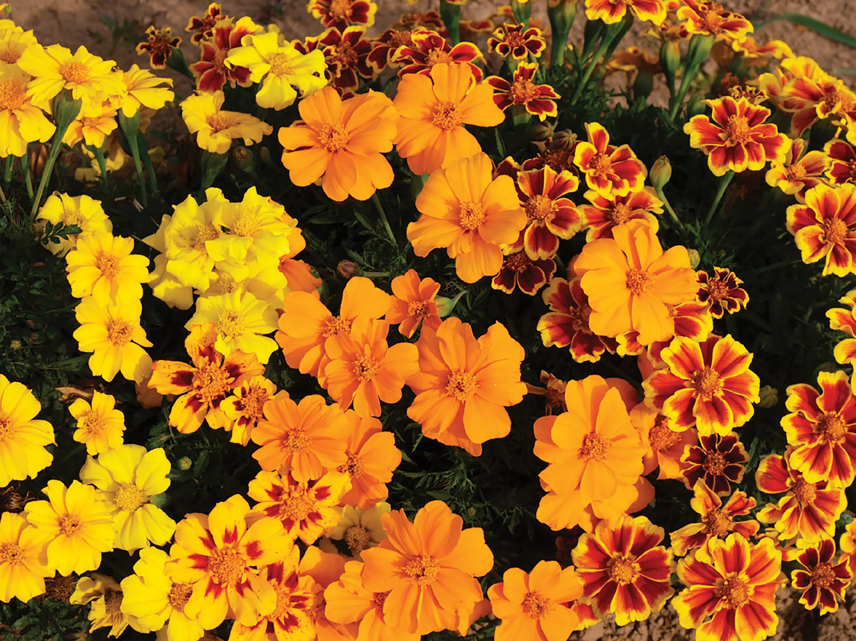 Marigold - Disco Mix