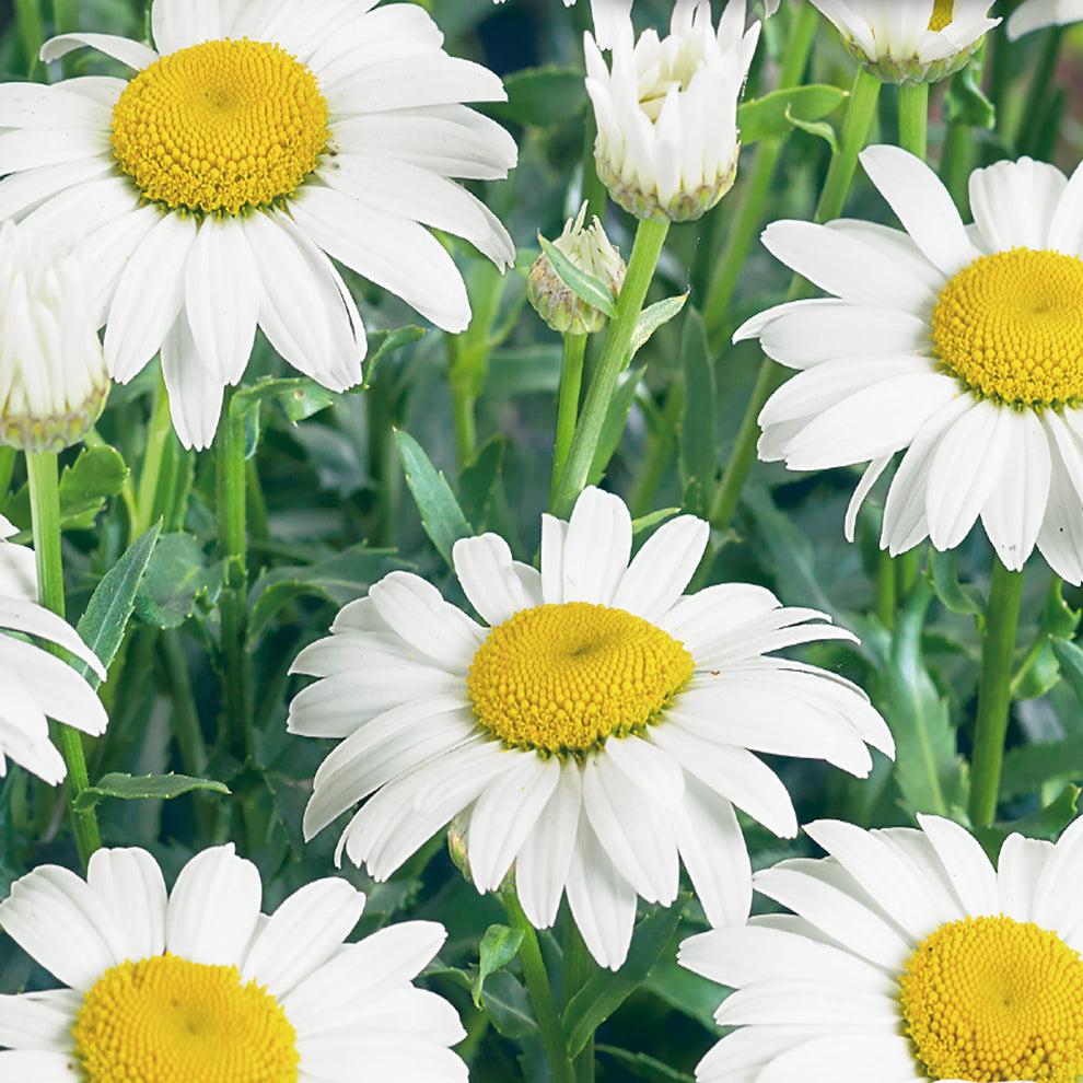 White Daisy
