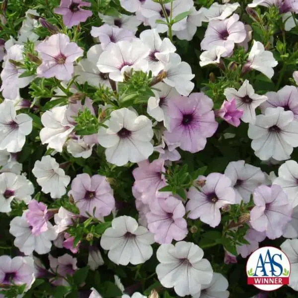 Wave Petunia - Silver Tidal