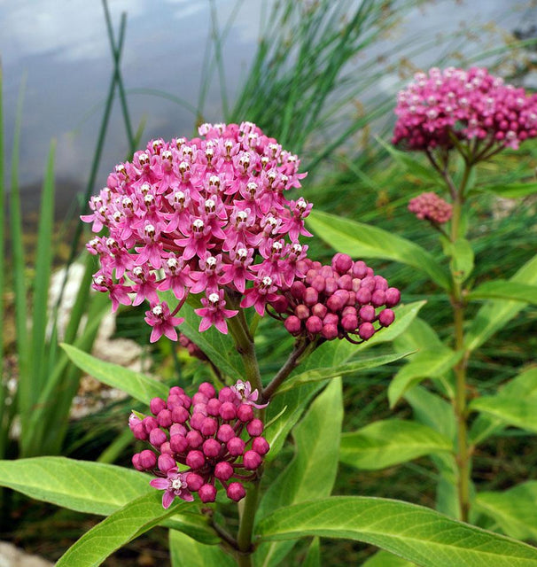 Swamp Milkweed