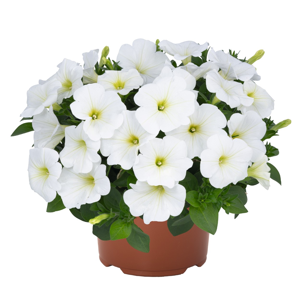 Petunia - Durabloom White