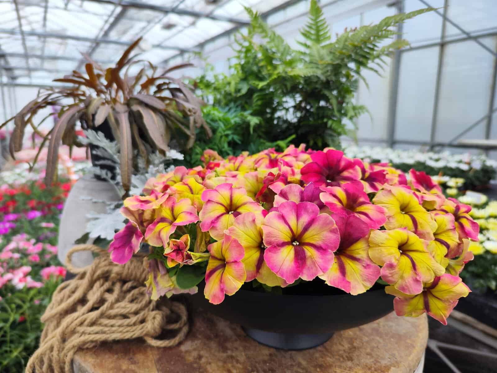 Petunia - Raspberry Shake