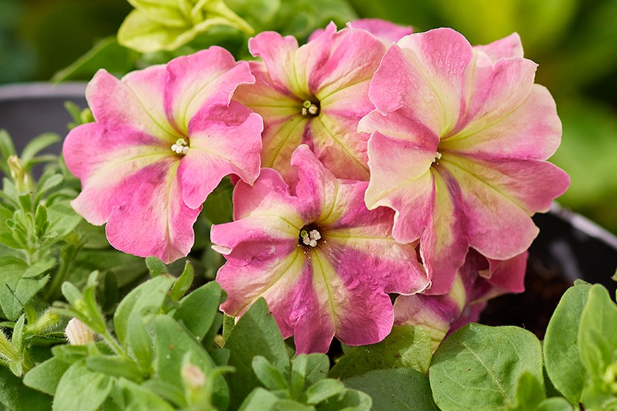 Petunia - Strawberry Shake