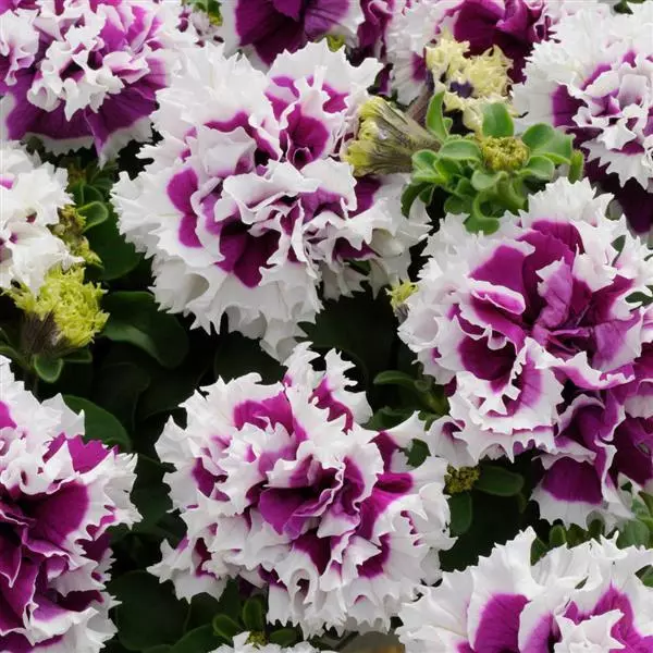 Double Petunia - Purple Pirouette