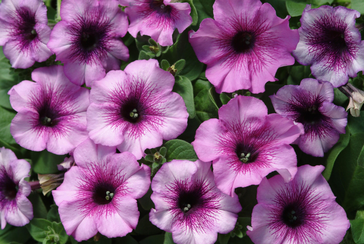  Petunia - Madness Plum Crazy