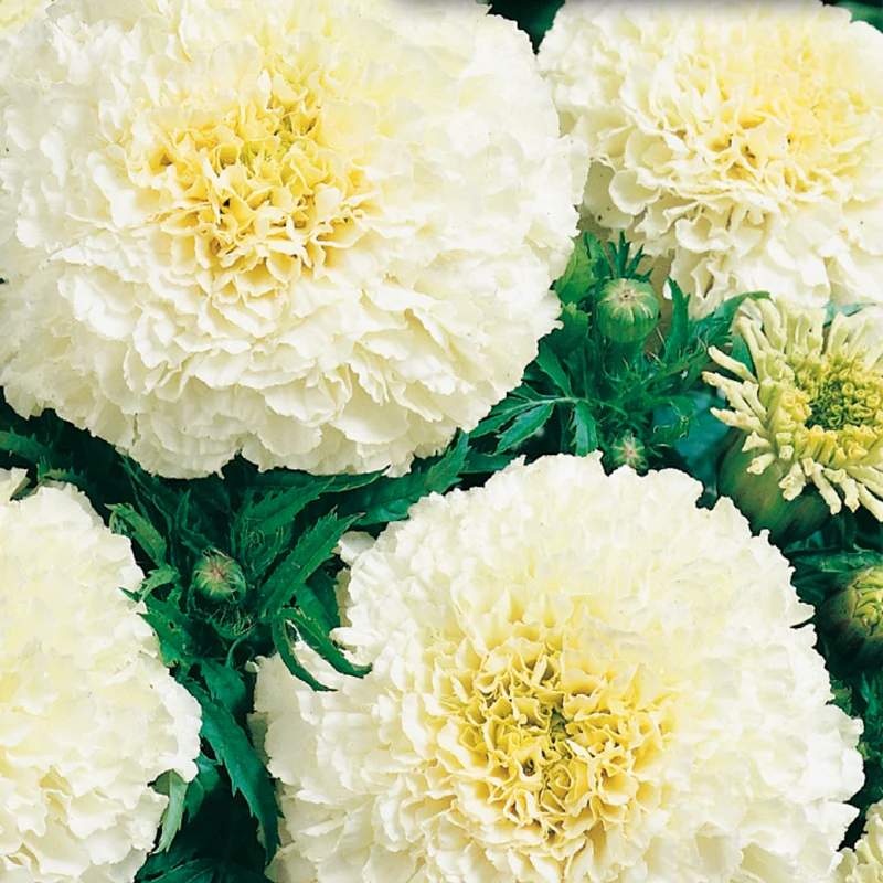 Marigold - White