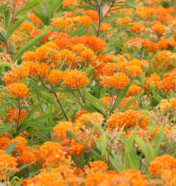 Butterfly bush Milkweed
