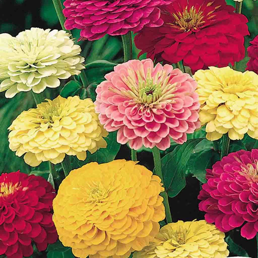 Zinnia - State Fair Mix