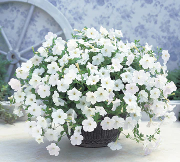 Petunia - White