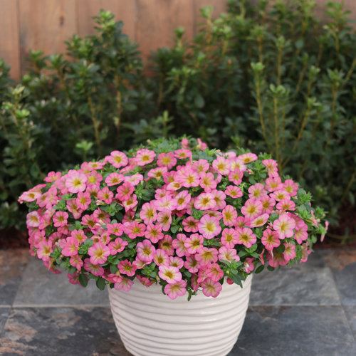 Superbells- Honeyberry